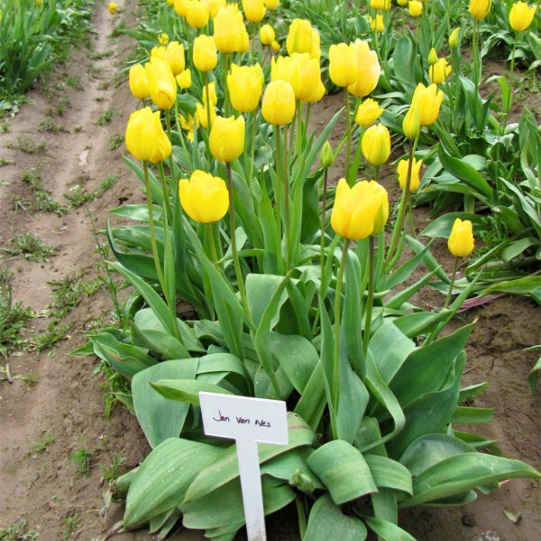 Jan Van Nes Lale Soğanı Tulipa