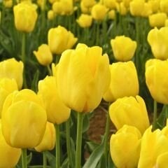 Jan Van Nes Lale Soğanı Tulipa