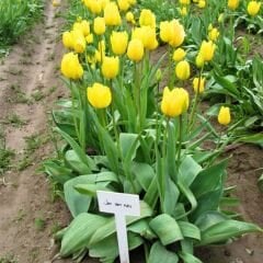 Jan Van Nes Lale Soğanı Tulipa