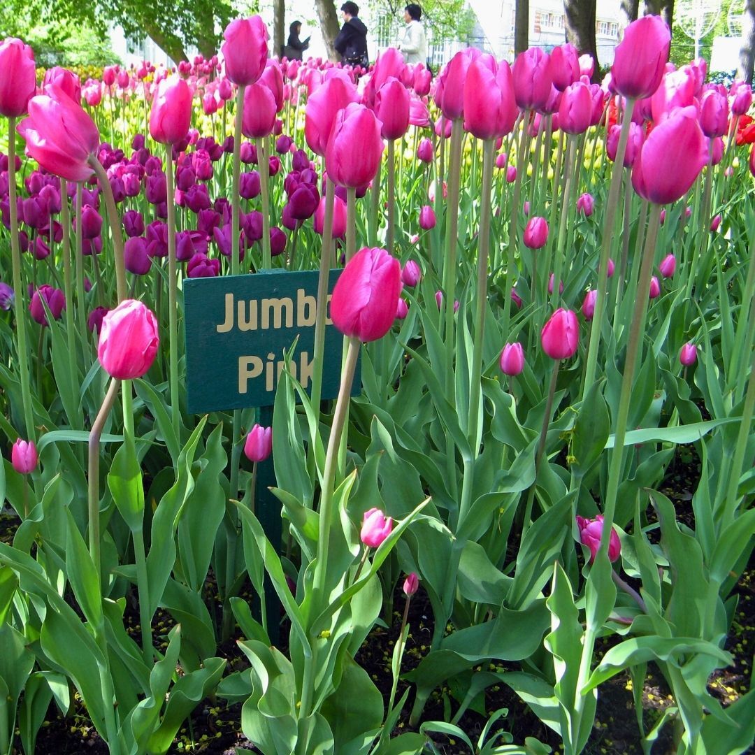 Jumbo Pink Lale Soğanı Tulipa