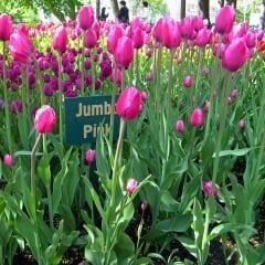 Jumbo Pink Lale Soğanı Tulipa