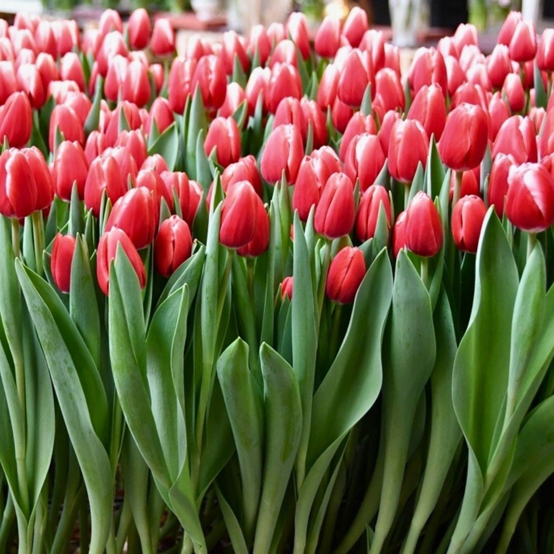 Kung Fu Lale Soğanı Tulipa