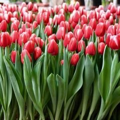 Kung Fu Lale Soğanı Tulipa