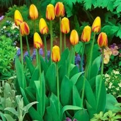 La Courtine Lale Soğanı Tulipa