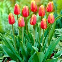 Lambada Lale Soğanı Tulipa