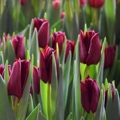 Mascara Lale Soğanı Tulipa