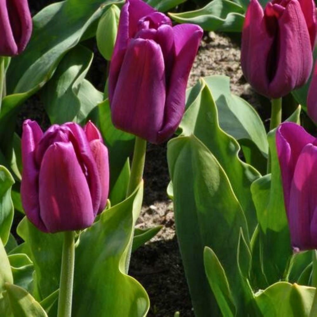 Passio Glossy Lale Soğanı Tulipa
