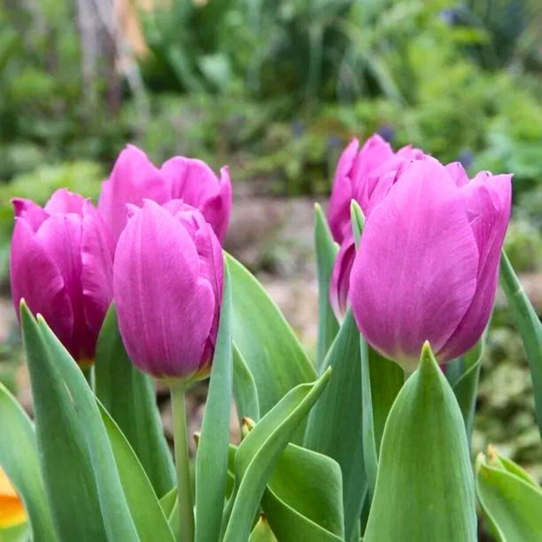 Passio Mystic Lale Soğanı Tulipa