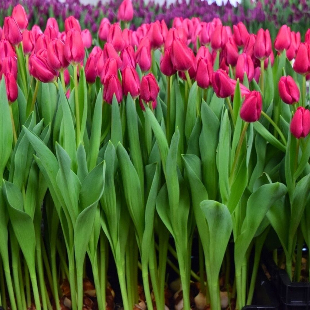 Pink Ardour Lale Soğanı Tulipa