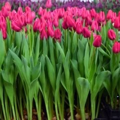 Pink Ardour Lale Soğanı Tulipa