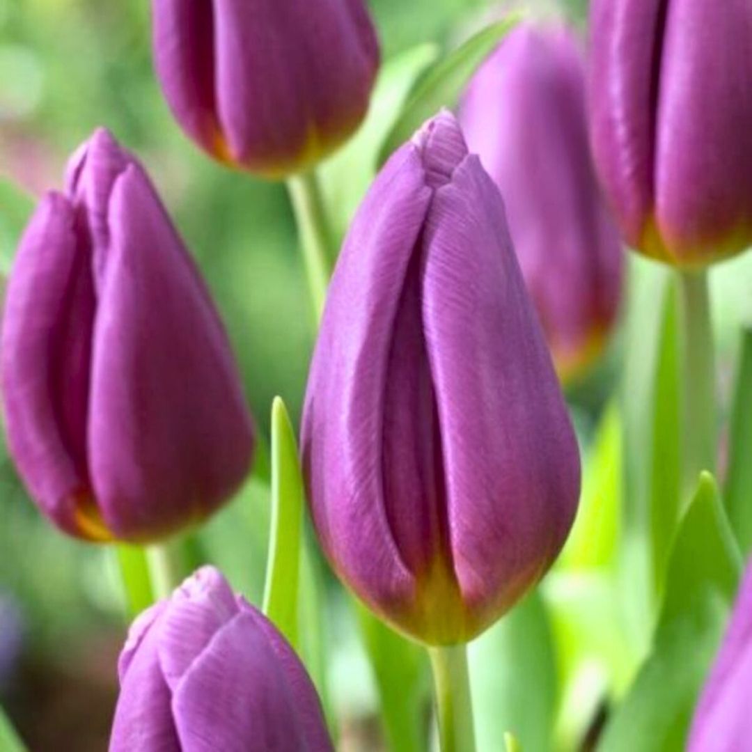 Powerpoint Lale Soğanı Tulipa