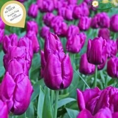 Purple Flag Lale Soğanı Tulipa