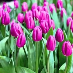 Purple Flag Lale Soğanı Tulipa