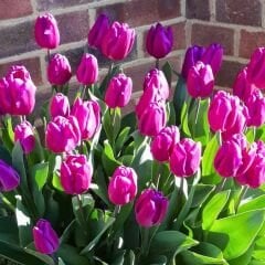 Purple Flag Lale Soğanı Tulipa