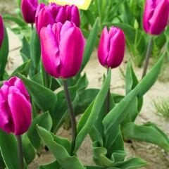 Purple Flag Lale Soğanı Tulipa