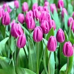 Purple Flag Lale Soğanı Tulipa