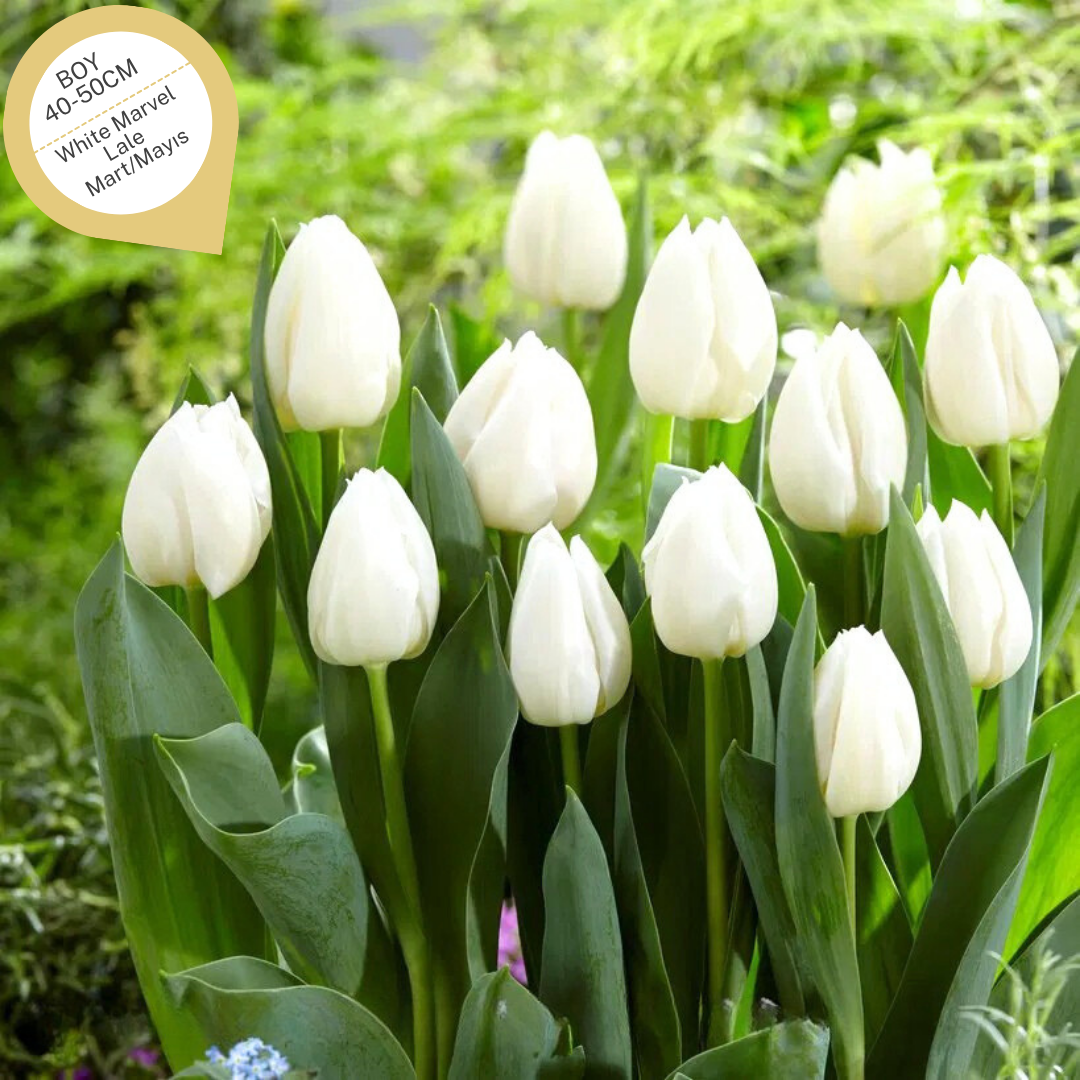 White Marvel Lale Soğanı Tulipa