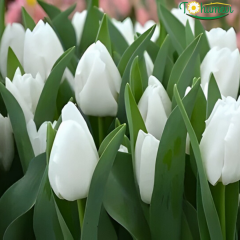 White Marvel Lale Soğanı Tulipa