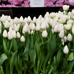 White Marvel Lale Soğanı Tulipa