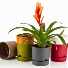 Poliwork Begonya12 Krem Saksı - 0,95 L