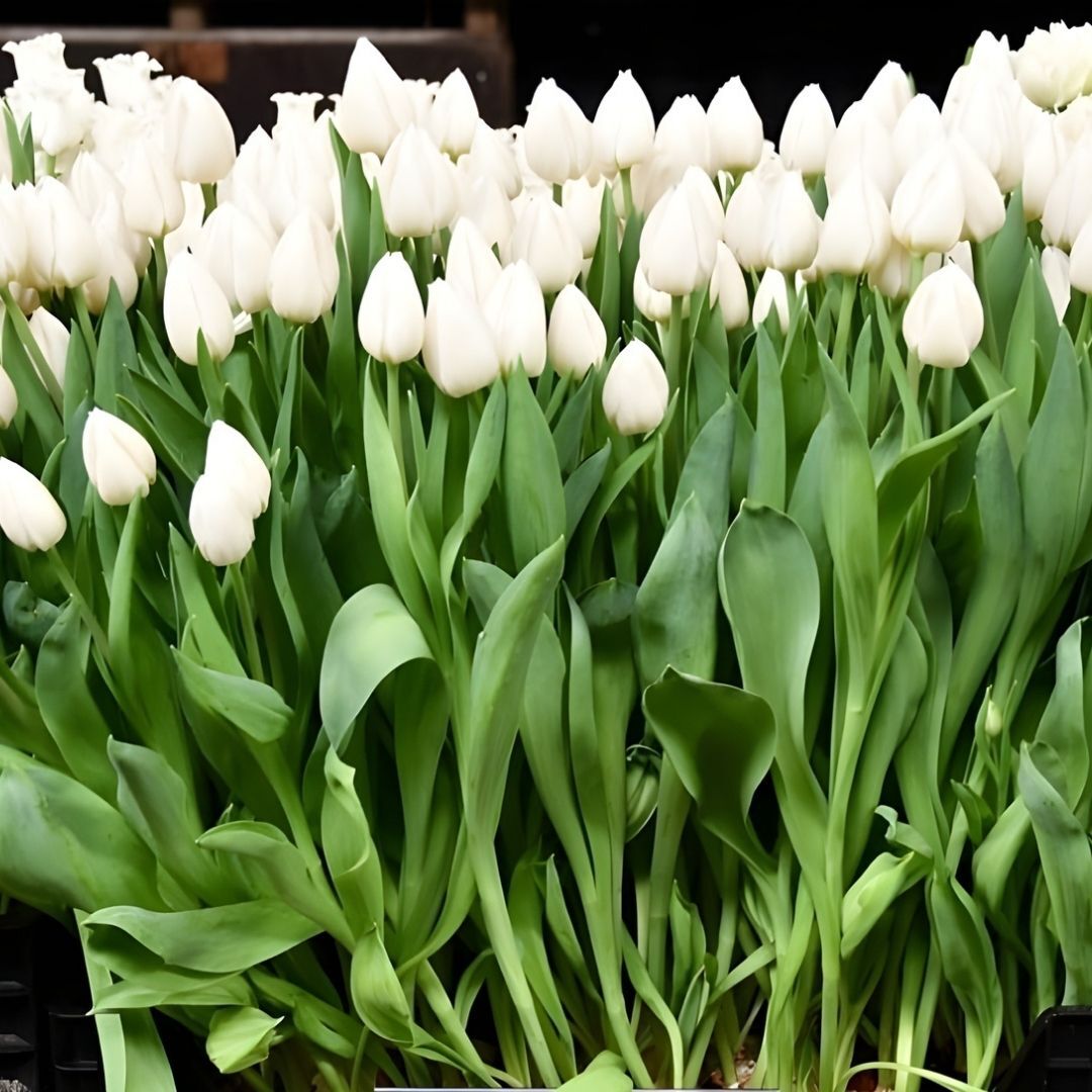 White Marvel Lale Soğanı Tulipa