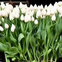 White Marvel Lale Soğanı Tulipa