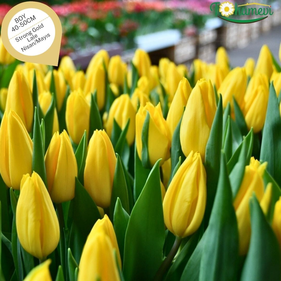 Stronggold Lale Soğanı Tulipa