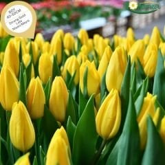 Stronggold Lale Soğanı Tulipa