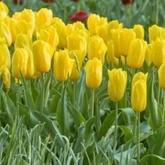 Stronggold Lale Soğanı Tulipa