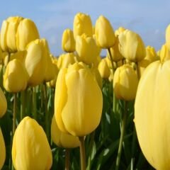Stronggold Lale Soğanı Tulipa