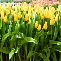 Stronggold Lale Soğanı Tulipa