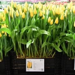 Stronggold Lale Soğanı Tulipa