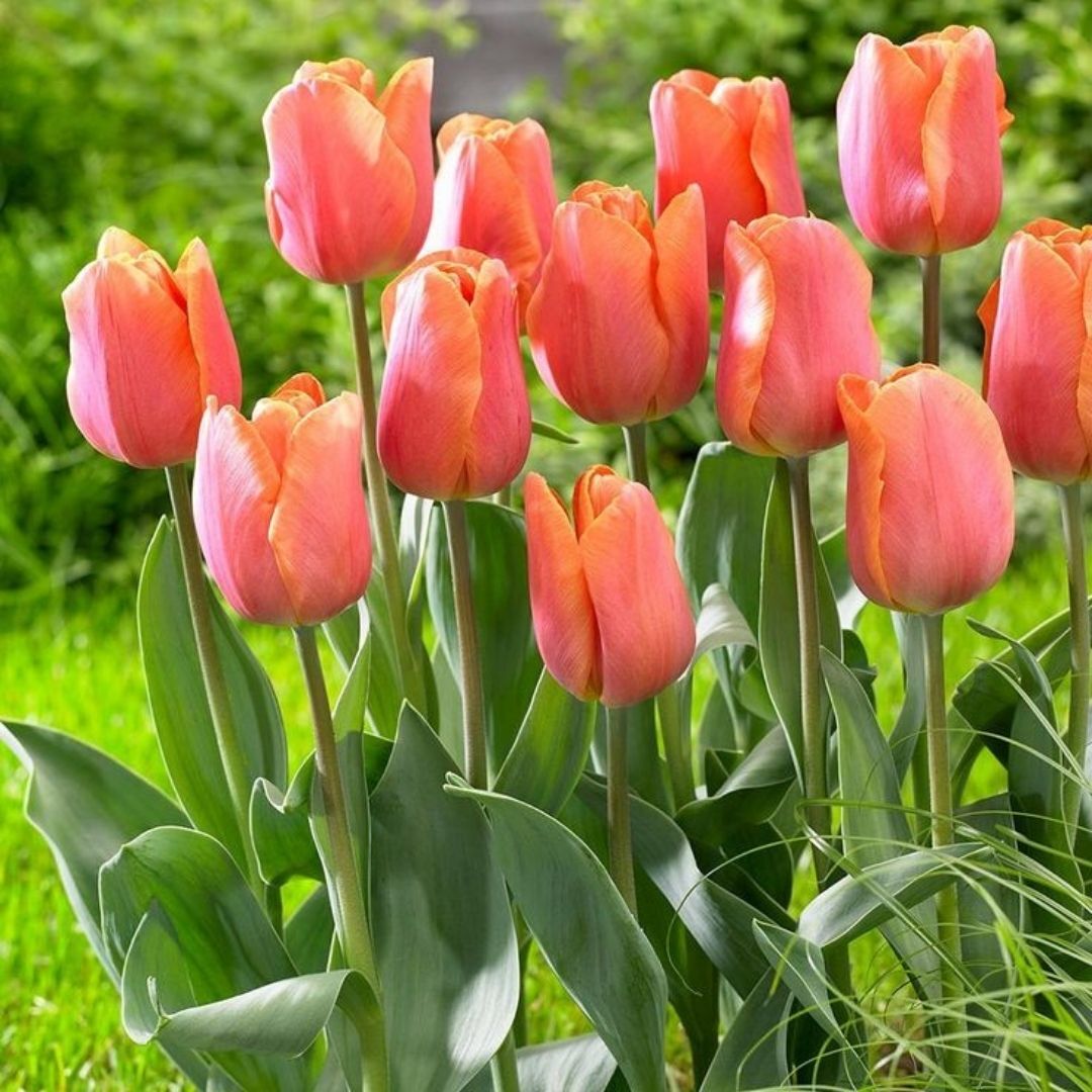 Pink Jimmy Lale Soğanı Tulipa