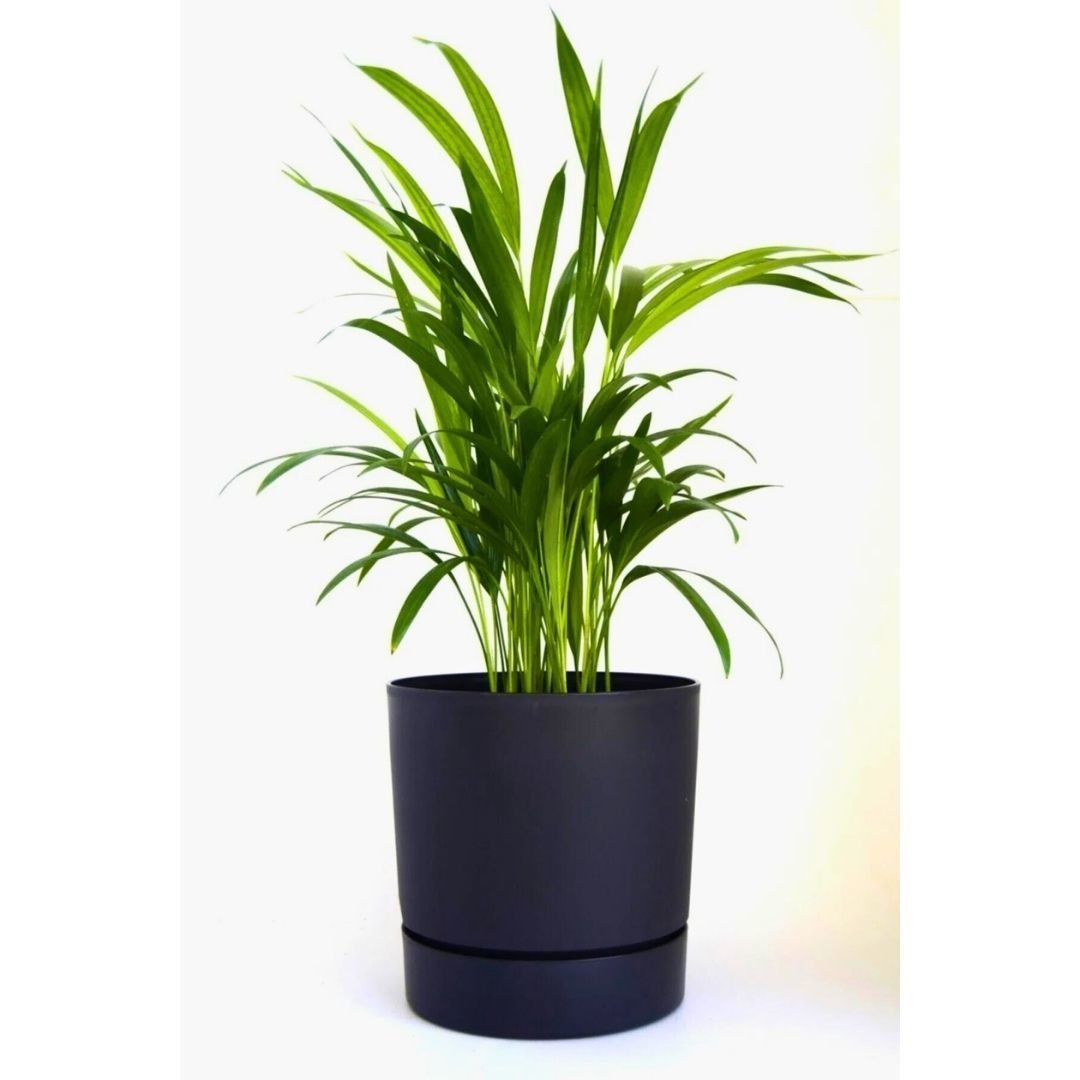 Poliwork Begonya15 Antrasit - 1,80 L