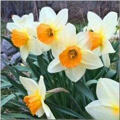 Sempre Avanti Nergis Soğanı – Narcissus