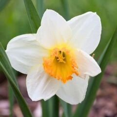 Sempre Avanti Nergis Soğanı – Narcissus