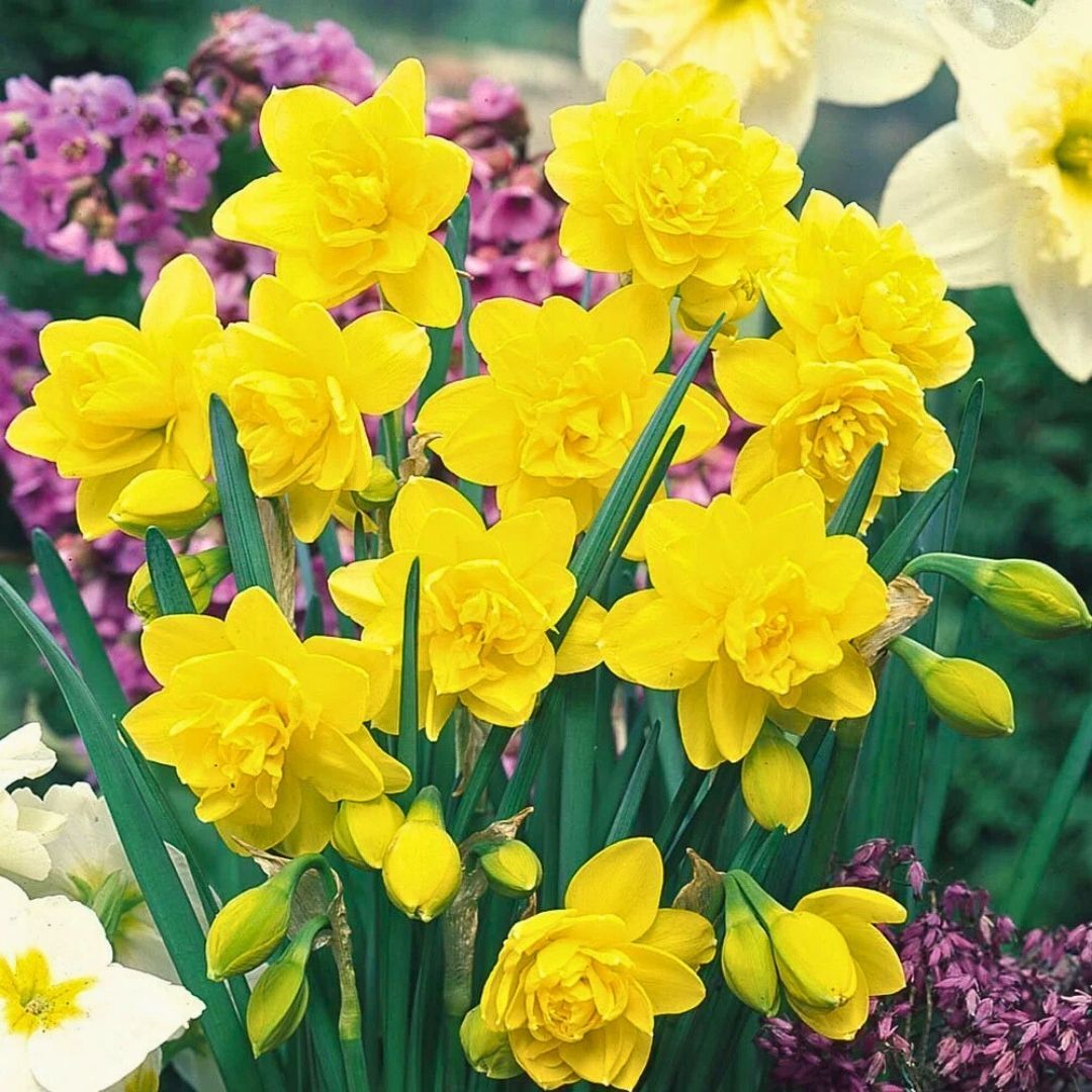 Golden Ducat Nergis Soğanı – Narcissus