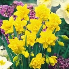Golden Ducat Nergis Soğanı – Narcissus