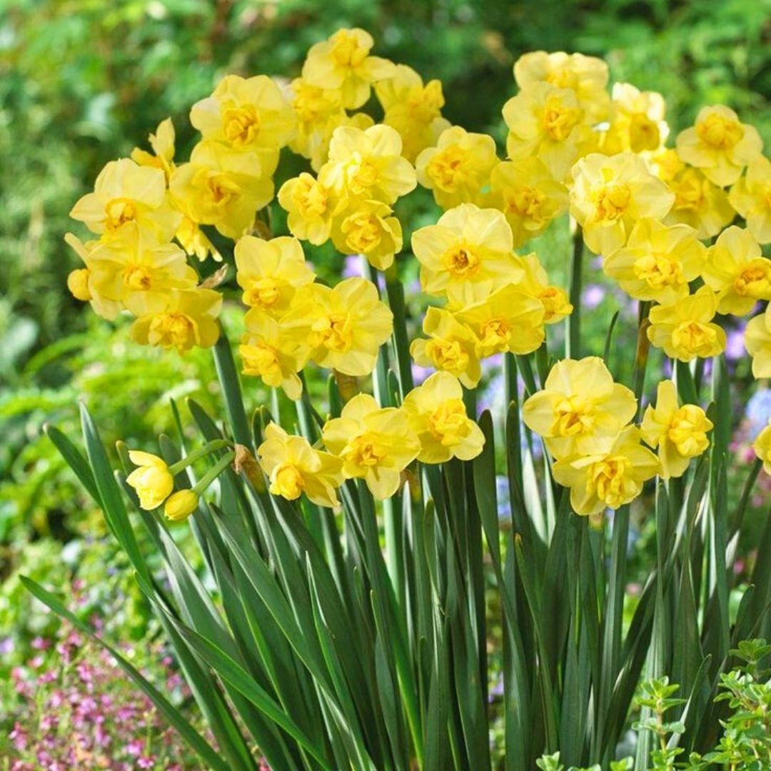 Yellow Cheerfulness Nergis Soğanı – Narcissus