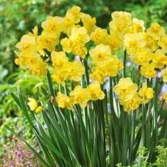 Yellow Cheerfulness Nergis Soğanı – Narcissus