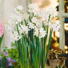 Paperwhite Nergis Soğanı (Yoğun Kokulu) – Narcisus