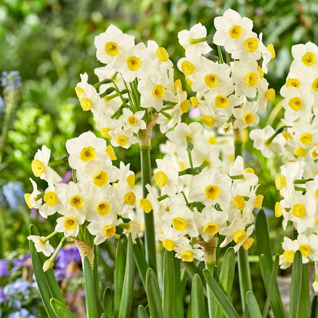 Avalanche Nergis Soğanı (Yoğun Kokulu) – Narcisus