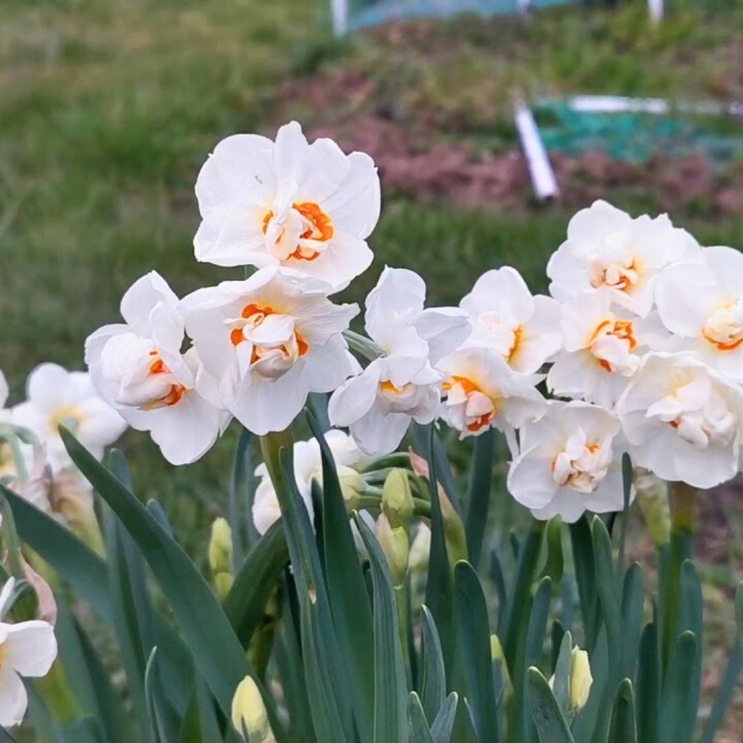 Abba Nergis Soğanı (Yoğun Kokulu) – Narcisus