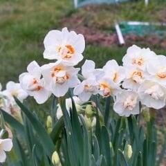 Abba Nergis Soğanı (Yoğun Kokulu) – Narcisus