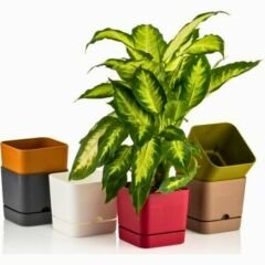 Poliwork Begonya Kare13 Krem Saksı - 1,50 L