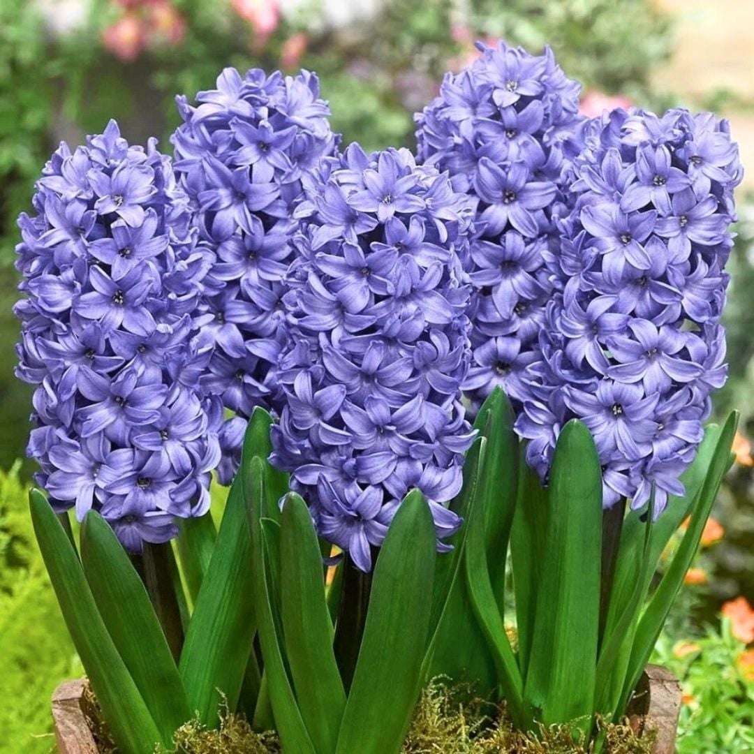 Blue Star Sümbül Soğanı - Hyacinthus