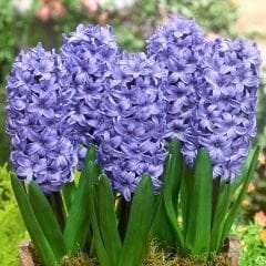 Blue Star Sümbül Soğanı - Hyacinthus
