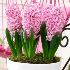 Pink Surprise Sümbül Soğanı - Pembe - Hyacinthus