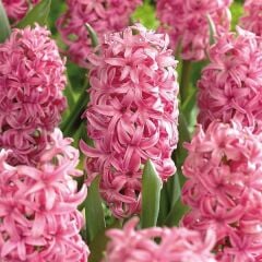 Anne Marie Sümbül Soğanı - Pembe - Hyacinthus