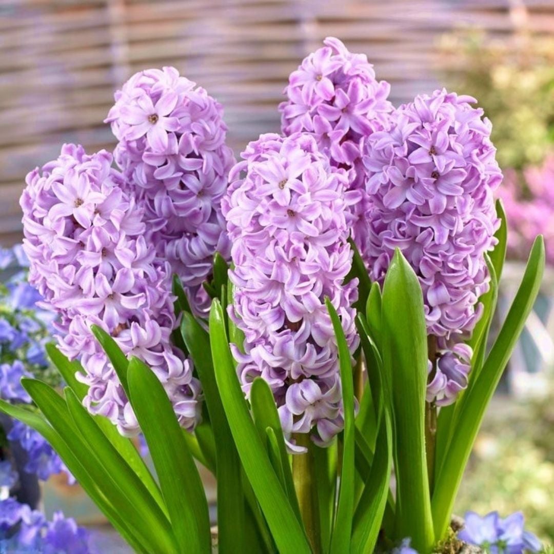 Splendid Cornelia  Sümbül Soğanı - Hyacinthus